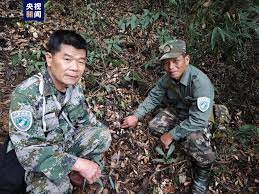 广西融水元宝山国家级自然保护区首次发现水晶兰