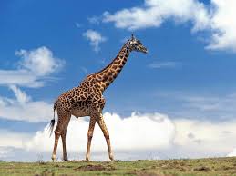 free giraffe in the wild