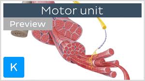 motor unit motor neurons and skeletal