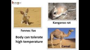 Science How Animals Adapt To Desert Habitat English