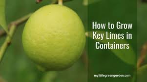 How To Grow Key Limes In Containers