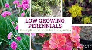 Low Growing Perennials Choosing Short