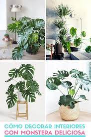 2 plantas para la decoración de terrazas pequeñas. 170 Ideas De Plantas Plantas Para Decorar Plantas Decoracion De Unas
