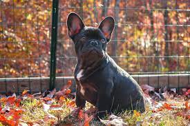 Dog Proof Garden Fencing The Ultimate