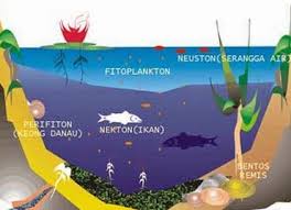 Pada ekosistem laut daerah komponen biotik. Produsen Dalam Ekosistem Air Adalah List Produsen Indonesia