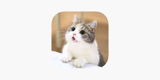 Cat Wallpapers Cute On The App