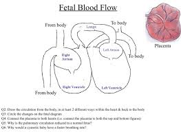 Solved Fetal Blood Flow From Body To Body Lungs Placenta