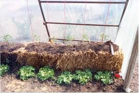 Growing Tomatoes In Straw Bales