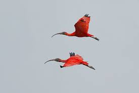 Welkom, u bent te gast op het grootste en meest actieve netwerk voor en door surinamers op internet. Scarlet Ibis Rode Ibis Korikori
