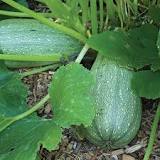 What are the best tasting zucchini?