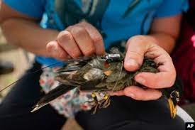 Teknologi Baru Bantu Peneliti Pelajari Rahasia Migrasi Burung