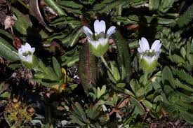 Cerastium pedunculatum (Pedunculate Mouse-ear) - The Alpine ...