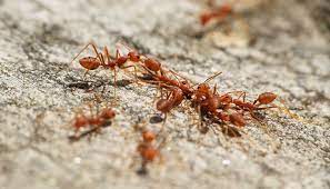 5 house ants that bite one of them
