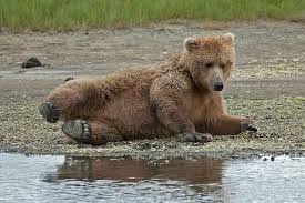 picture of alaska wild bear adventures