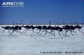 Image result for ostrich is the fastest bird on land