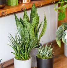 Caring For Sansevieria