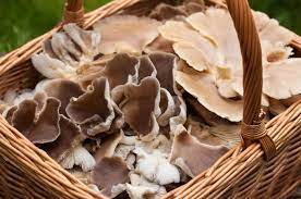 Oyster Mushrooms Edible Wild Mushroom Western Pa Foraging gambar png