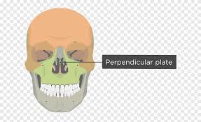 The human skull is a bony structure that supports the structures of the face and provides a protective cavity for the brain. Vomer Bone Human Skeleton Nasal Concha Facial Skeleton Skull Bones Face Head Png Pngegg