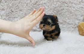 The teacup yorkie is simply a yorkshire terrier who has been bred to be significantly smaller than normal. Teacup Yorkies For Adoption Near Me Online