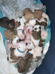 San jose sınırlarındaki en i̇yi aile otelleri. Puppies Ready For Adoption Pet Service San Jose California 10 Photos Facebook