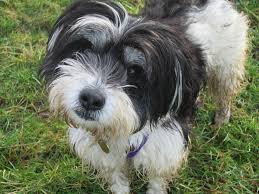 Monthly pet food door delivery and doctor consultantacies also available. Pearle 3 Year Old Female Tibetan Terrier Cross Available For Adoption
