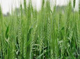 गेहूँ की सफल खेती के सूत्र