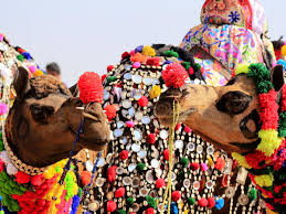 Rajasthan is also famous for mesmerising lakes, dessert, historical places & forts. Pushkar Camel Fair Changing From Market To Heritage Attraction Rajasthan Holidays The Guardian