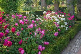Designing an english rose garden. Design A Rose Bed Hgtv