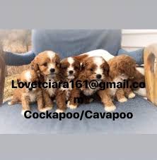 Check out our cavapoo puppies for adoption by clicking on store. Morgan Ciara Toy Cavoodle Puppies Up Adorable Cockapoo Cavapoos Puppies For Sale Nearby Facebook