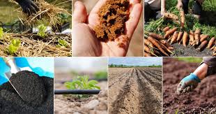 7 Tips For Gardening In Sandy Soil