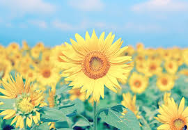 sunflower meaning and symbolism ftd com