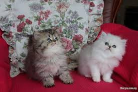 Up to date on shots and deworming, litter box and scratch post trained. Male And Female Stunning Persian Kittens For Sale Pets For Sale In Kl City Kuala Lumpur Sheryna Com My Mobile 717116
