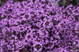 how to grow and care for creeping thyme