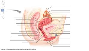 Two female reproductive organs located in the pelvis. Female Reproductive Organs Diagram Quizlet