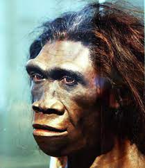 El origen de los seres humanos: ¿realmente venimos del mono? | Enterarse