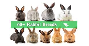 60 Pet Rabbit Breeds From A To Z With Pictures
