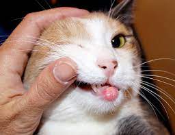 rodent ulcers in cats