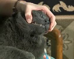 For some cats, it is acceptable to use a very soft toothbrush designed for use in human babies. Brushing Your Cat S Teeth Veterinarians Bowling Green Kentucky All Creatures Animal Hospital