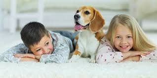 carpet cleaning for pet owners