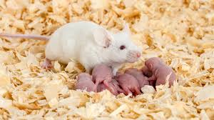 5 reasons why your mice aren t breeding