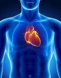 sistemas respiratorio y cardiovascular