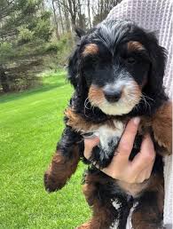 Mini bernedoodles can range anywhere from 15 pounds to 40 pounds depending on the dogs used for breeding. Miniature Bernedoodles Puppies For Sale Pets4you Com