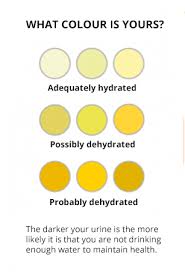 Mind Your Pees What Urine Colour Can Tell You About Hydration