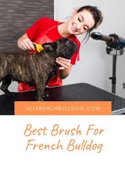 Adults are more dignified and can be champion couch potatoes, but the french bulldog is quite stubborn and can be challenging to train, yet also surprisingly sensitive, remembers what he learns, and responds well. Best Brush For French Bulldog Grooming Shedding Advice