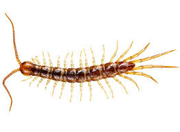 centipede control ny pest control for