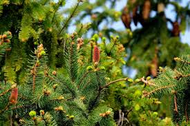 Think back to the early days of your treasured evergreen tree. How Do You Save Dying Evergreen Tree Family Again