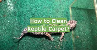 how to clean reptile carpet guide for