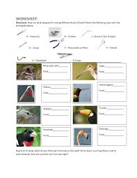 Base your answers to questions 2 through 4 on the diagram below, which shows the evolution of hawaiian honey creepers from a common ancestor. Beaks Of Finches Lab Review Sheet Answers The Answers For Nys Regents Lab Activity 3 The Beaks Of Finches