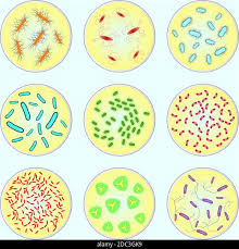 imagen estilizada de diferentes tipos de bacterias bajo microscopio Imagen  Vector de stock - Alamy