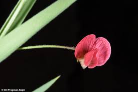 Lathyrus nissolia L. | Plants of the World Online | Kew Science